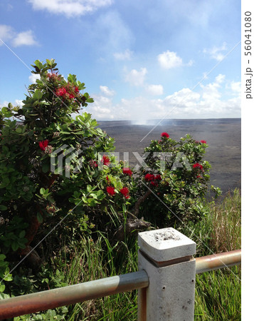 ハワイ島の花 オヒア・レフア ハワイ島の花 オヒア・レフア 56041080