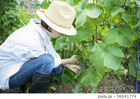 女性 畑 収穫 胡瓜 きゅうり キュウリ 女性 畑 収穫 胡瓜 きゅうり キュウリ 56041774