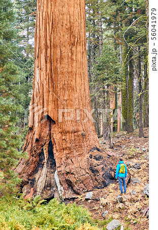 Tourist with backpack hiking in Sequoia National Tourist with backpack hiking in Sequoia National 56041979