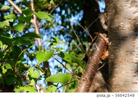 蝉の抜け殻と樹木 56042549