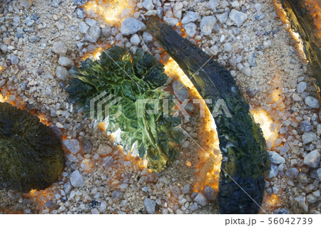 moldavite minerals collection 56042739