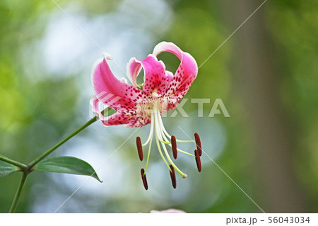 ピンクのカノコユリの花 ピンクのカノコユリの花 56043034
