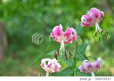 ピンクのカノコユリの花 56043037