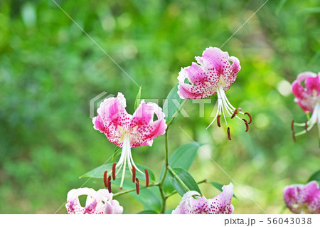 ピンクのカノコユリの花 56043038