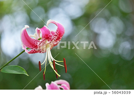 ピンクのカノコユリの花 56043039