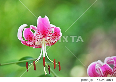 ピンクのカノコユリの花 56043064