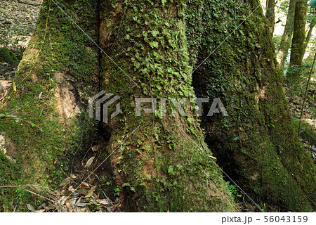 タブノキの木の幹 56043159