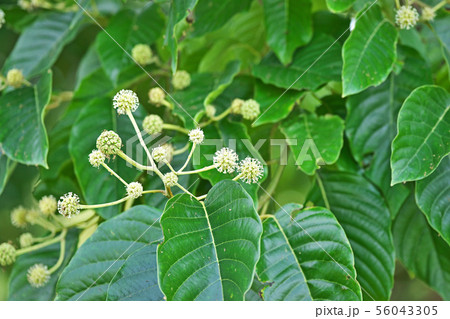 白いキジュの花 56043305