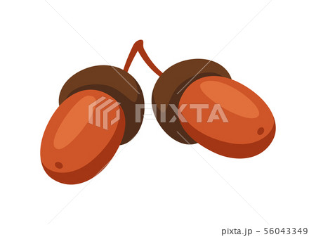 Cartoon illustration of ripe acorns. 56043349