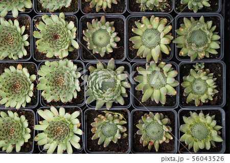 red houseleek plant 56043526