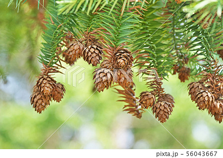 茶色いコウユザンの実（松毬） 56043667