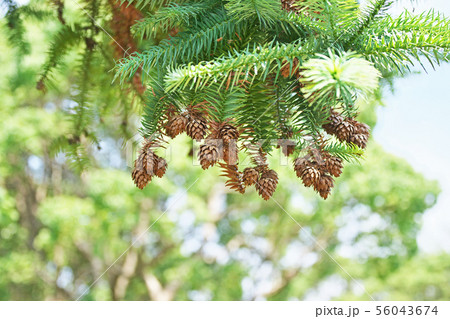 茶色いコウユザンの実(松毬) 茶色いコウユザンの実(松毬) 56043674