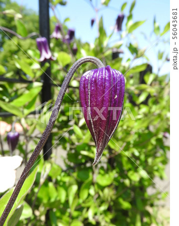 クレマチス・篭口（ロウグチ）：蕾 56043681