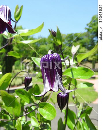 クレマチス・篭口（ロウグチ） 56043686