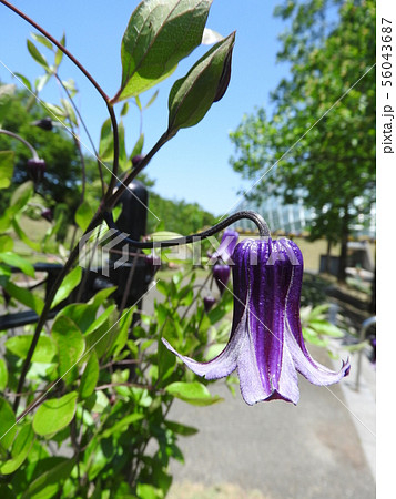 クレマチス・篭口（ロウグチ） 56043687