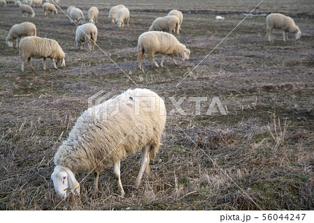 Sheep from a road in Italy Sheep from a road in Italy 56044247