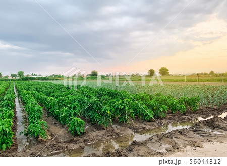 Irrigation of pepper plantations in the field. Irrigation of pepper plantations in the field. 56044312