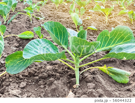 Bushes of young cabbage on a farm on a sunny day. Bushes of young cabbage on a farm on a sunny day. 56044322