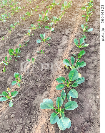 Bushes of young cabbage on a farm on a sunny day. Bushes of young cabbage on a farm on a sunny day. 56044323