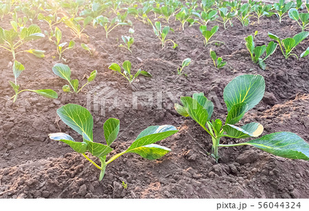 Bushes of young cabbage on a farm on a sunny day. 56044324