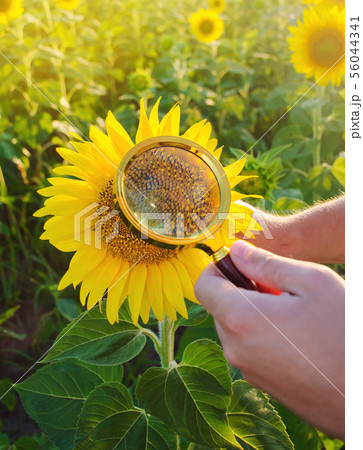 The food scientist checks the sunflower 56044341