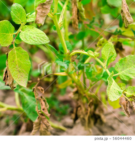 Leaves Of Potato With Diseases.  56044460