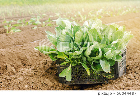 Box with young cabbage seedlings in the field. Box with young cabbage seedlings in the field. 56044487