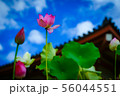 薬師寺と蓮 薬師寺と蓮 56044551