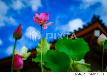 薬師寺と蓮 56044551