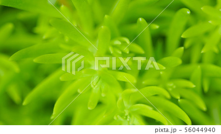Green winter plant macro soft focus, abstract Green winter plant macro soft focus, abstract 56044940