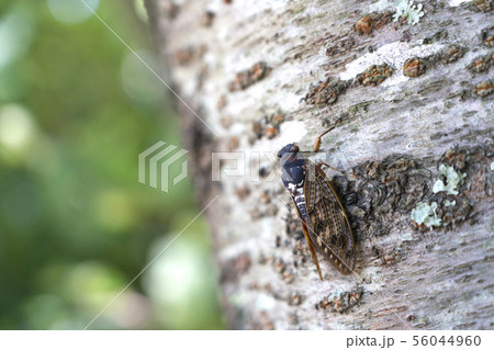 桜の木にとまるアブラゼミ 56044960