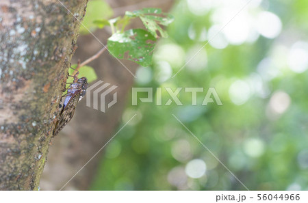 桜の木にとまるアブラゼミ 56044966