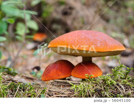 Big aspen mushroom in a forest in autumn. Forest mushroom picking season. Red-capped scaber stalk Big aspen mushroom in a forest in autumn. Forest mushroom picking season. Red-capped scaber stalk 56045100