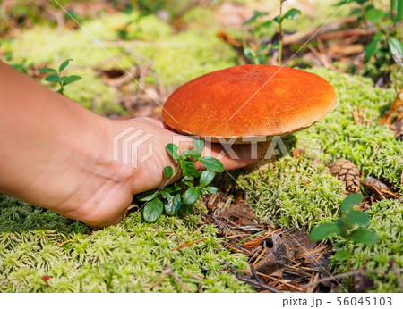 Male hand pick a big aspen mushroom in a forest in autumn. Forest mushroom picking season. Red Male hand pick a big aspen mushroom in a forest in autumn. Forest mushroom picking season. Red 56045103