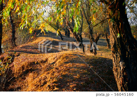 Autumn forest - beautiful wild landscape, bright Autumn forest - beautiful wild landscape, bright 56045160