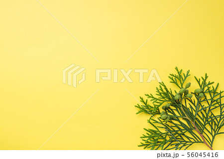 Branch thuja on yellow background with copy space. Branch thuja on yellow background with copy space. 56045416