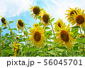 sunflower plant with a bright sky background 56045701