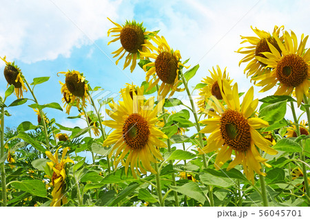 sunflower plant with a bright sky background sunflower plant with a bright sky background 56045701