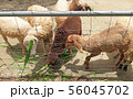 Goats eating Napier grass or elephant grass 56045702