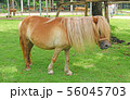 a little horse on a grass field in a farm 56045703