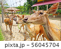 group of a deers in a farm  56045704