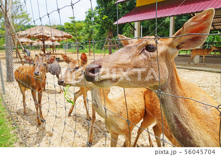 group of a deers in a farm group of a deers in a farm 56045704