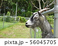 a goat in a outdoor farm 56045705