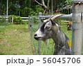 a goat in a outdoor farm 56045706