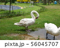 a white swan in a farm 56045707