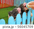 a hand feeding milk to group of pig 56045709