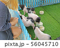 a hand feeding milk to group of pig 56045710