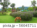 a little horse on a grass field in a farm 56045711