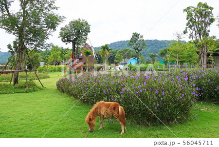 a little horse on a grass field in a farm a little horse on a grass field in a farm 56045711