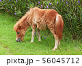 a little horse on a grass field in a farm 56045712